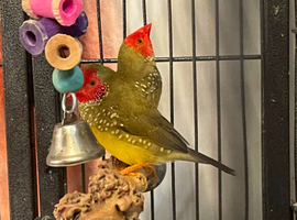 Starr, Zebra finches, quails available