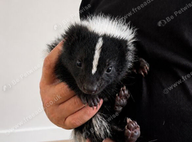 Skunk for sale