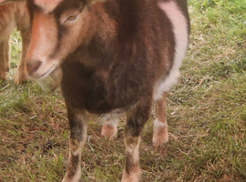 2 female pygmy goats 1 Guernsey female