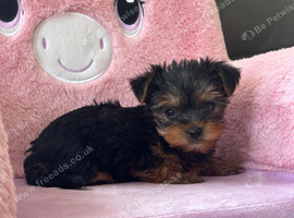 Toy Yorkshire terrier puppies