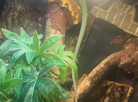 Green keel lizard full set up