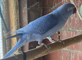 Ringnecks lovebirds cocktails