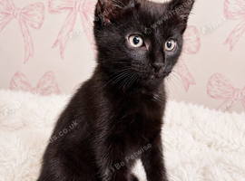2 kittens for sale