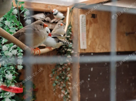 Zebra finches mixed colours