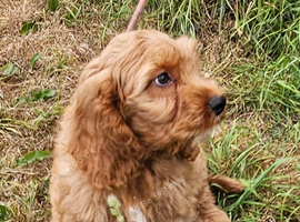 Beautiful cockapoo x cavalier puppies for sale