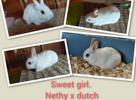 Netherland dwarf x Dutch sweet baby boy and girl available NOW. Norfolk.