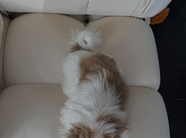 Shih Tzu Girl