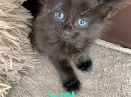 Kittens