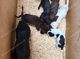 Cocker spaniel pups