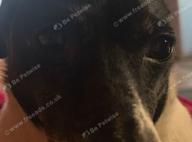 Lovely dog needs rehoming asap!