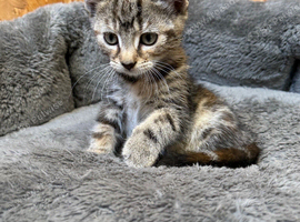 Female Kitten