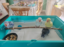 Hand reared baby Ringnecks