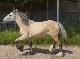 Filly