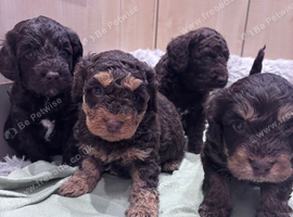 Cockapoo puppies