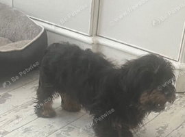 DACHSHUND X JACK RUSSELL