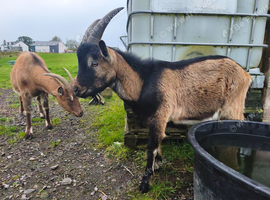 Pure English Billy goat