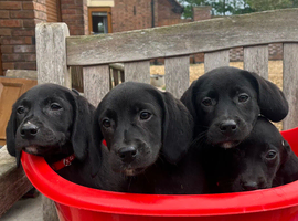 Full black labs