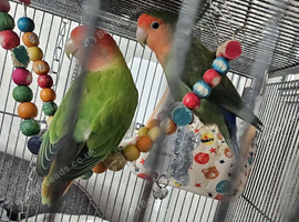 Bonded Pair Of Love Birds