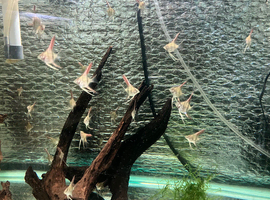 ANGEL FISH