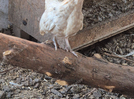 Serama pullets