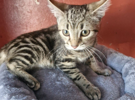 Female kitten