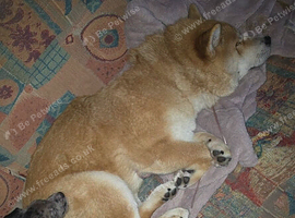 Chow chow