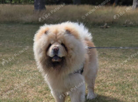 Chow chow male