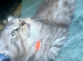 2 Stunning Persian Kittens left