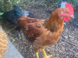 Hybrid Cockerel - 13 weeks old, raised on organic feed in a natural garden