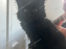 Kittens