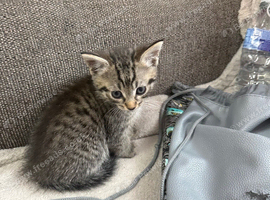 Sell the kittens