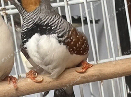Young male zebra finch