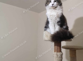 1 beautiful Maine Coon mix female kitten