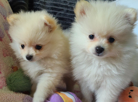 Pomeranian puppies ready now