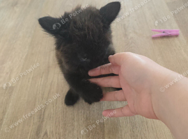 3 kittens for &pound;65 each