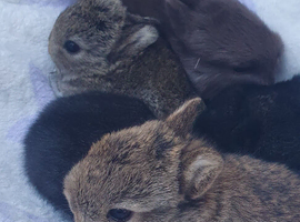 Netherland Dwarf Kits