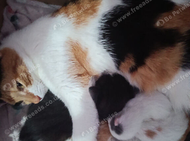 Female cat and 5 kittens