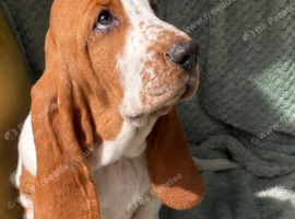 Beautiful Female Basset Hound Looking a Loving Home.