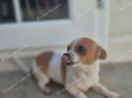 Beautiful chihuahua puppies