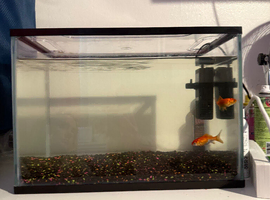 2 goldfish and tank