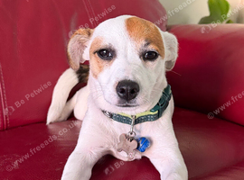 Jack Russell Puppy in Reading