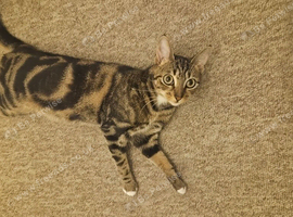 Acute one year old cat looking for a forever home
