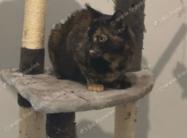 Beautiful 5 year old cat she&rsquo;s been spayed and everything