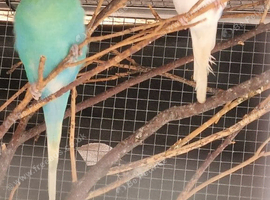 This years baby budgies