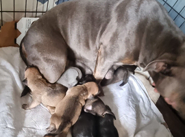 Beautiful staffy puppies