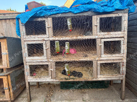 4 x rabbits and hutch