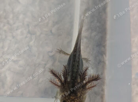 4 month old baby axolotl