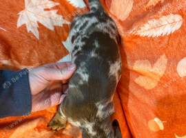 Beautiful dachshund puppies