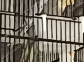 1 young cockatiel