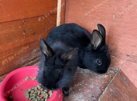 Lionhead rabbits